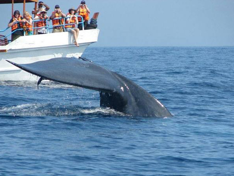 Dolphin and Whale watching 