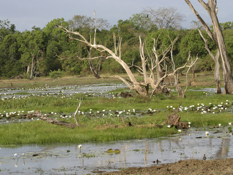 Wasgamuwa <br>From $1,000(Double Tent)