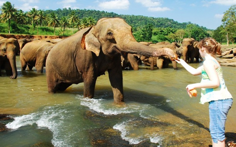 EXPLORE SRI LANKA<br> (14N 15D)<br>