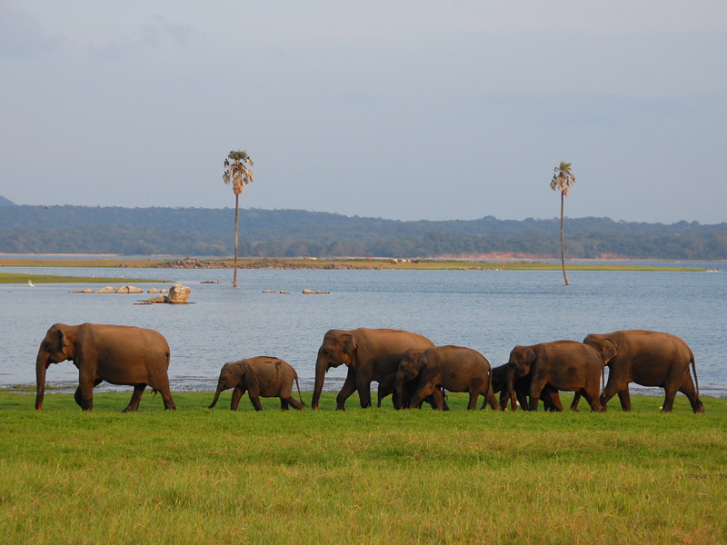 Udawalawe