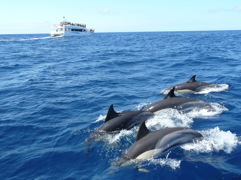 Dolphin and Whale watching 
