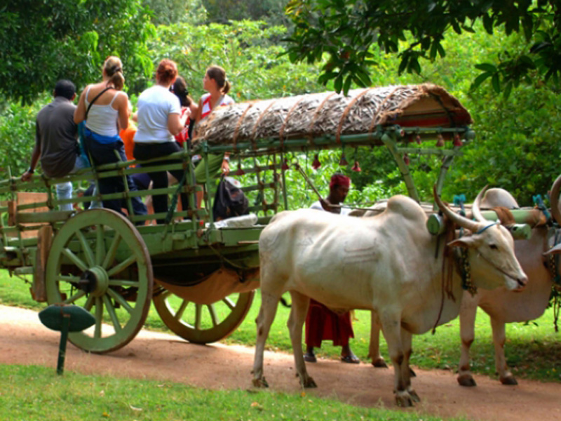 Bull cart Riding 