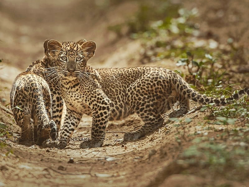 SRI LANKA LEOPARD TRAIL(15N 16D)